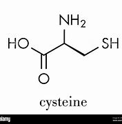 Image result for Cysteinyl