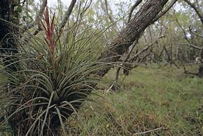 Image result for Bromeliad