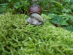 Image result for Green Snail