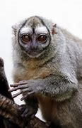 Image result for Panamanian Night Monkey