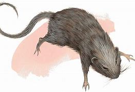 Image result for Rat Horn Dnd