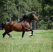 Image result for Welsh Cob Hoof