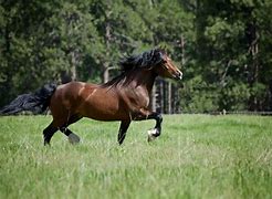 Image result for Welsh Cob Head