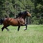 Image result for Welsh Cob Head