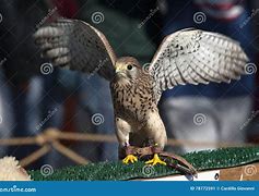 Image result for Kestrel Hawk Female HD