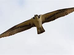 Image result for Osprey Hawk