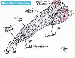 Image result for Common Extensor Tendon Anatomy