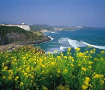 Image result for Jeju Island Korea 4K