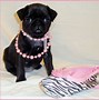 Image result for Pug Puppies Brindle