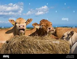 Image result for Feeding Cows Hay