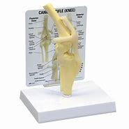 Image result for Canine Knee Anatomy