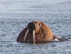 Image result for Baby Nordic Walrus