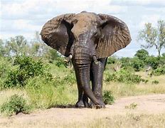 Image result for Dangerous African Animals