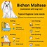 Image result for A Maltese Dog