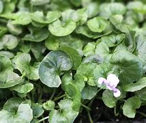 Image result for Australian Violet Ground Cover