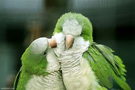 Image result for Parrot Showing Love