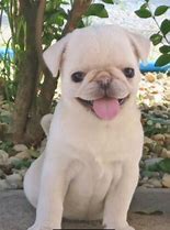 Image result for White Baby Pug