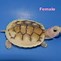 Image result for Pink Turtle Toy