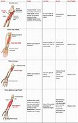 Image result for Forearm Flexors