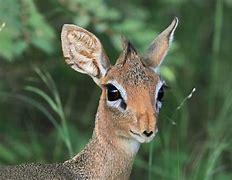 Image result for Dik Dik Nose