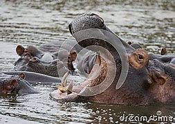 Image result for Hippo Big Teeth