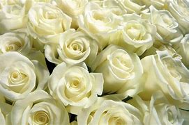 Image result for White Rose with Sage Background