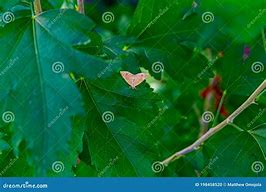 Image result for Moth with Feathery Antennae