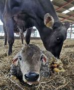 Image result for Brown Swiss Cattle