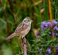 Image result for Swamp Sparrow