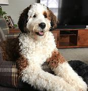 Image result for Cute Poodle Mixes