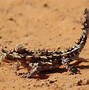 Image result for Desierto Fauna