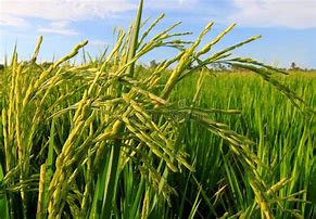 Image result for Rice Paddy Reflection