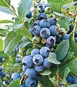 Image result for Southern Highbush Blueberry