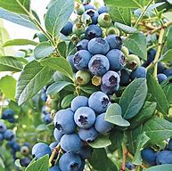 Image result for Highbush Blueberry