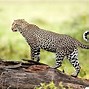 Image result for Back of a Leopard