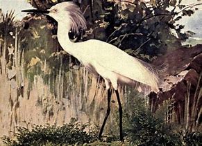 Image result for Snowy Heron