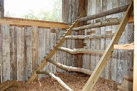 Image result for chicken roost spacing