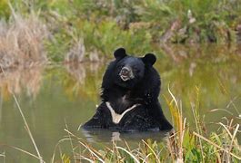 Image result for Golden Moon Bear