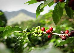 Image result for Coffee Cherries to Beans