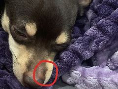 Image result for Dog Swollen Nose