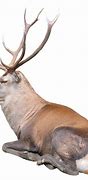 Image result for Caribou Reindeer Clip Art