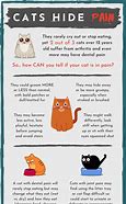 Image result for Chest Pain of Cat