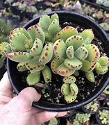 Image result for Cotyledon Teretifolia