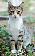 Image result for Real Cat Pet