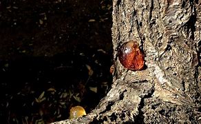 Image result for Peach Tree Sap