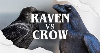 Image result for Crow V Raven