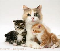 Image result for Mama Cat and Kittens