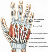 Image result for Extensor Tendons Dorsal Hand