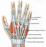 Image result for Common Extensor Tendon Anatomy