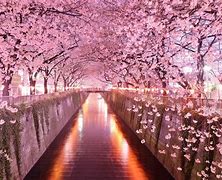 Image result for cherry blossom wallpaper